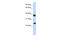 Atonal BHLH Transcription Factor 1 antibody, 25-061, ProSci, Western Blot image 