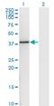 DnaJ Heat Shock Protein Family (Hsp40) Member B6 antibody, H00010049-M03, Novus Biologicals, Western Blot image 