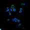 CD1a Molecule antibody, LS-C812527, Lifespan Biosciences, Immunohistochemistry paraffin image 