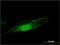 Bifunctional protein NCOAT antibody, H00010724-M02, Novus Biologicals, Immunofluorescence image 