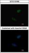 Caudal Type Homeobox 2 antibody, GTX113160, GeneTex, Immunocytochemistry image 