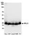 Ribosomal Protein L21 antibody, A305-032A, Bethyl Labs, Western Blot image 