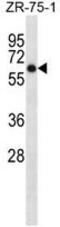 Arylsulfatase D antibody, AP50261PU-N, Origene, Western Blot image 