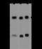 CAMP Responsive Element Binding Protein 1 antibody, 201429-T38, Sino Biological, Western Blot image 