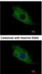 Store-Operated Calcium Entry Associated Regulatory Factor antibody, NBP2-20666, Novus Biologicals, Immunocytochemistry image 