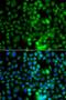 EPH Receptor A1 antibody, LS-C349060, Lifespan Biosciences, Immunofluorescence image 