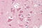 Twisted Gastrulation BMP Signaling Modulator 1 antibody, MBS249196, MyBioSource, Immunohistochemistry paraffin image 