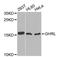 Ghrelin And Obestatin Prepropeptide antibody, STJ23784, St John