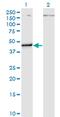 Pseudouridine Synthase 1 antibody, MA5-24492, Invitrogen Antibodies, Western Blot image 