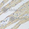 WD Repeat Domain 77 antibody, A7134, ABclonal Technology, Immunohistochemistry paraffin image 