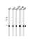 H2A Histone Family Member X antibody, abx034795, Abbexa, Western Blot image 