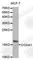 Cytochrome C Oxidase Subunit 4I1 antibody, A1263, ABclonal Technology, Western Blot image 