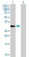 Putative transcription factor Ovo-like 1 antibody, H00005017-B02P, Novus Biologicals, Western Blot image 