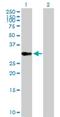 Ovo Like Transcriptional Repressor 1 antibody, H00005017-B02P, Novus Biologicals, Western Blot image 