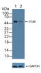 Fumarate Hydratase antibody, LS-C374272, Lifespan Biosciences, Western Blot image 