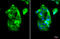 VICKZ family member 2 antibody, GTX134817, GeneTex, Immunofluorescence image 