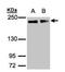 Golgin A3 antibody, PA5-21299, Invitrogen Antibodies, Western Blot image 