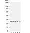 Serine And Arginine Rich Splicing Factor 1 antibody, R32198, NSJ Bioreagents, Western Blot image 