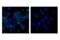 CD11C antibody, 45581S, Cell Signaling Technology, Immunofluorescence image 