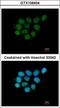 Ariadne RBR E3 Ubiquitin Protein Ligase 2 antibody, GTX106404, GeneTex, Immunofluorescence image 