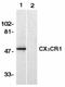 C-X3-C Motif Chemokine Receptor 1 antibody, LS-C300, Lifespan Biosciences, Western Blot image 