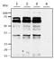 Pyrroline-5-Carboxylate Reductase 1 antibody, H00005831-B01P, Novus Biologicals, Western Blot image 