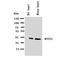 Mitochondrially Encoded Cytochrome C Oxidase I antibody, orb137976, Biorbyt, Western Blot image 
