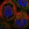 Trafficking Protein Particle Complex 2 Like antibody, NBP1-83172, Novus Biologicals, Immunofluorescence image 