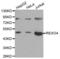 REX4 Homolog, 3'-5' Exonuclease antibody, abx004606, Abbexa, Western Blot image 