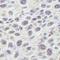 Nucleostemin antibody, IHC-00091, Bethyl Labs, Immunohistochemistry frozen image 