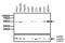 Tubulin antibody, MA5-11732, Invitrogen Antibodies, Western Blot image 