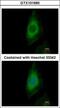 Protein Phosphatase 2 Catalytic Subunit Beta antibody, GTX101690, GeneTex, Immunofluorescence image 