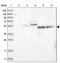 Zinc Finger CCHC-Type Containing 4 antibody, PA5-57320, Invitrogen Antibodies, Western Blot image 