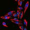 Fibrillarin antibody, M03178-5, Boster Biological Technology, Immunofluorescence image 