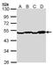 Elongation factor 1-alpha 2 antibody, PA5-27676, Invitrogen Antibodies, Western Blot image 