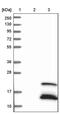 BTG Anti-Proliferation Factor 2 antibody, PA5-51705, Invitrogen Antibodies, Western Blot image 