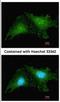 Ring Finger Protein 25 antibody, NBP1-31491, Novus Biologicals, Immunocytochemistry image 