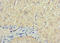 SRY-Box 14 antibody, LS-C679590, Lifespan Biosciences, Immunohistochemistry paraffin image 