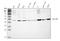 Serpin Family H Member 1 antibody, PB9325, Boster Biological Technology, Western Blot image 
