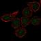 C-X3-C Motif Chemokine Receptor 1 antibody, HPA077743, Atlas Antibodies, Immunofluorescence image 