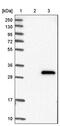 Inverted Formin, FH2 And WH2 Domain Containing antibody, PA5-51447, Invitrogen Antibodies, Western Blot image 