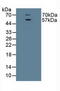 Solute Carrier Family 1 Member 1 antibody, LS-C373262, Lifespan Biosciences, Western Blot image 