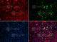 RAD18 E3 Ubiquitin Protein Ligase antibody, A5380, ABclonal Technology, Immunofluorescence image 