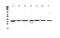 Plasminogen Activator, Urokinase Receptor antibody, PA5-79826, Invitrogen Antibodies, Western Blot image 