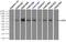 Lipase G, Endothelial Type antibody, TA501059, Origene, Immunoprecipitation image 