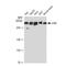 ATM Serine/Threonine Kinase antibody, GTX01544, GeneTex, Western Blot image 