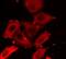 Mitogen-Activated Protein Kinase Kinase 5 antibody, FNab05117, FineTest, Immunofluorescence image 