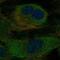 Peptidylprolyl Isomerase B antibody, NBP1-85358, Novus Biologicals, Immunofluorescence image 