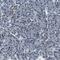 ING2 antibody, PA5-54001, Invitrogen Antibodies, Immunohistochemistry frozen image 