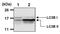 Microtubule Associated Protein 1 Light Chain 3 Beta antibody, PA5-22937, Invitrogen Antibodies, Western Blot image 